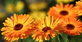 4 herbs that cure common skin issues