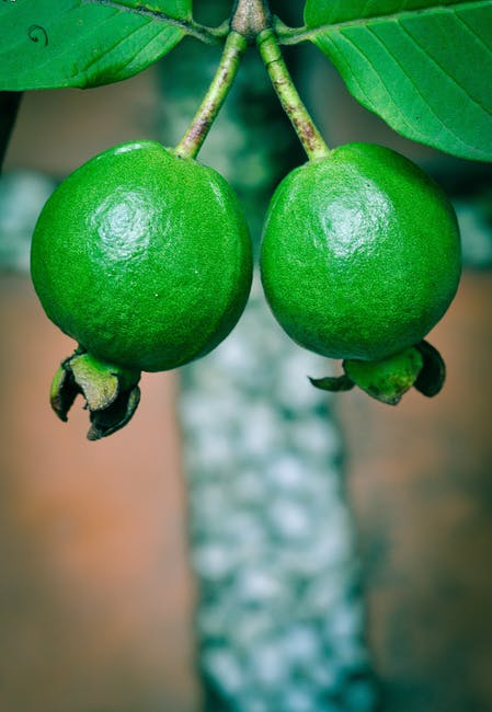 Guava Leaves