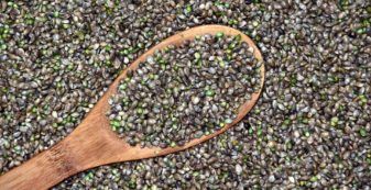 Hemp Seeds