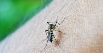 Mosquito