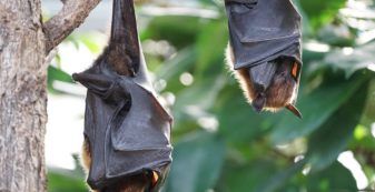 Nipah virus