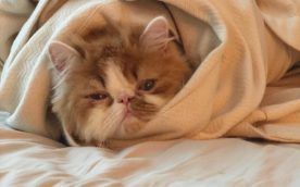 Benefits of having cat as a pet